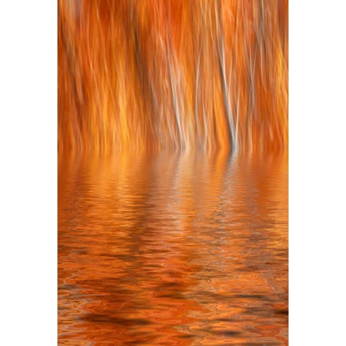 CA, Grant Lake Abstract of autumn aspen trees